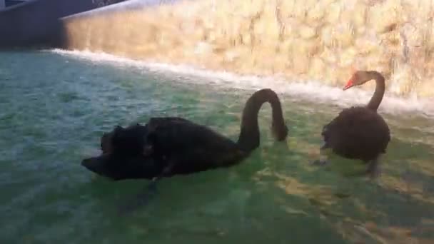 Par Amoroso Cisnes Negros Nadam Lagoa Cisnes Negros Nadam Lagoa — Vídeo de Stock