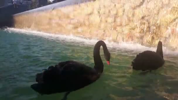 Par Amoroso Cisnes Negros Nadam Lagoa Cisnes Negros Nadam Lagoa — Vídeo de Stock