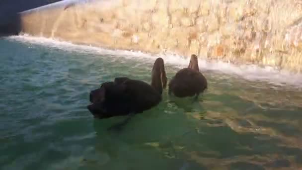 Par Amoroso Cisnes Negros Nadam Lagoa Cisnes Negros Nadam Lagoa — Vídeo de Stock