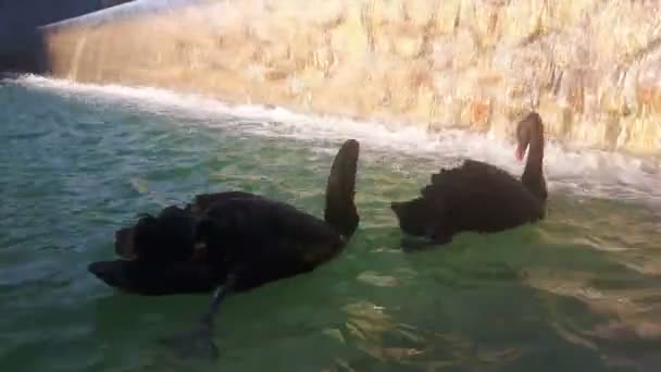 Par Amoroso Cisnes Negros Nadam Lagoa Cisnes Negros Nadam Lagoa — Vídeo de Stock