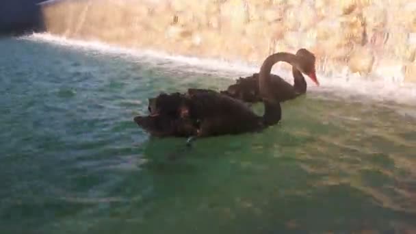 两只可爱的黑天鹅在池塘里游泳 黑天鹅在池塘里游泳 黑天鹅潜水寻找食物 — 图库视频影像