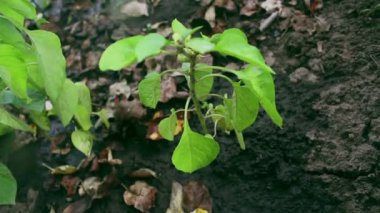 Bir çiftçi bahçeyi dolmalık biberlerle suluyor. Bir çiftçi biber tarlasını suluyor..