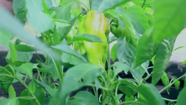 Farmer Watering His Crop Bell Peppers Farmer Watering Garden Growing — Stock Video