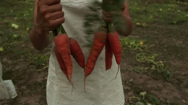 Молода Фермерка Тримає Руках Урожай Моркви Фермерка Білому Фартусі Піднімає — стокове відео