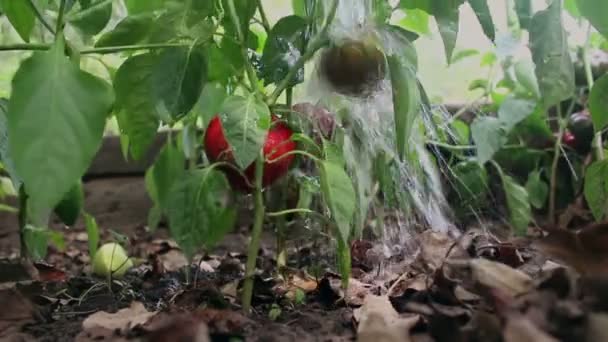 Фермер Поливает Свой Урожай Колокольчика Peppers Фермер Поливает Сад Растущим — стоковое видео