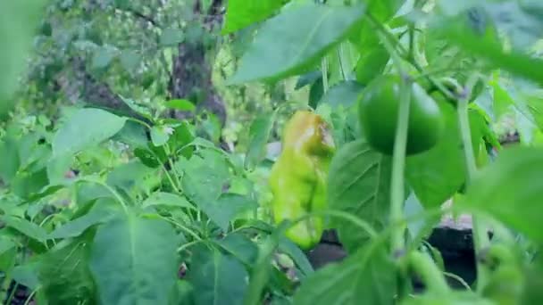 Bonde Vattnar Sin Skörd Paprika Bonde Vattnar Trädgård Med Växande — Stockvideo