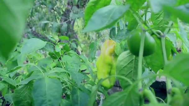 Фермер Поливает Свой Урожай Колокольчика Peppers Фермер Поливает Сад Растущим — стоковое видео