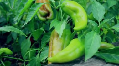 Bir yatak dolusu dolmalık biber. Bir çiftçi biber tarlasını suluyor..