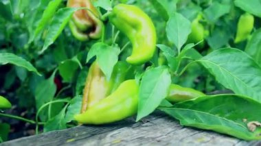 Bir yatak dolusu dolmalık biber. Bir çiftçi biber tarlasını suluyor..