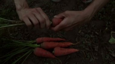 Havuç hasadını sıralayan genç bir çiftçi kızın elleri. Bir kız çiftçi taze havuç soyar..