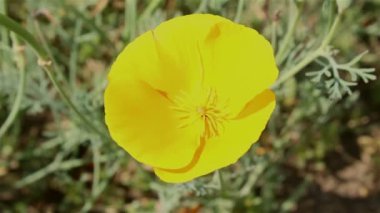 Rüzgarda sallanan sarı bir çiçeğe yakın çekim. Sarı yabani çiçek..