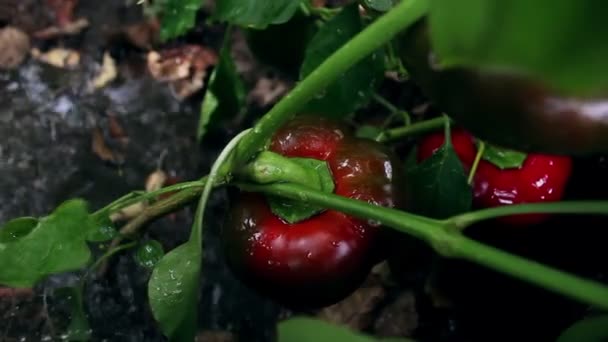 Farmář Zalévá Svou Úrodu Papriček Farmář Zalévá Zahradu Pěstovanými Paprikami — Stock video