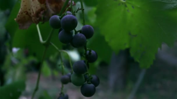 Un tas de raisins balancent dans le vent. Un bouquet de raisins mûrissent sur une branche .