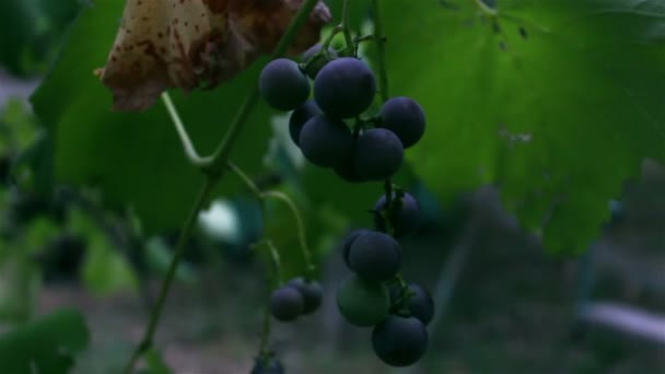 Un tas de raisins balancent dans le vent. Un bouquet de raisins mûrissent sur une branche .