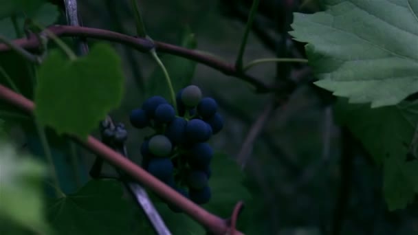 Tas Raisins Balancent Dans Vent Bouquet Raisins Mûrissent Sur Une — Video