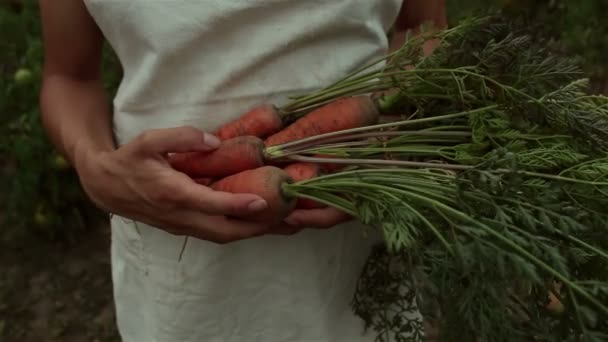 Młoda Wieśniaczka Trzyma Rękach Marchewkę Farmerka Białym Fartuchu Zbiera Marchewkę — Wideo stockowe