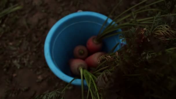 Tangan Seorang Gadis Petani Muda Memilah Milah Tanaman Wortel Seorang — Stok Video