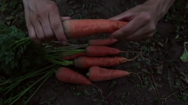 Hände Einer Jungen Bäuerin Die Eine Möhrenernte Sortiert Eine Bäuerin — Stockvideo