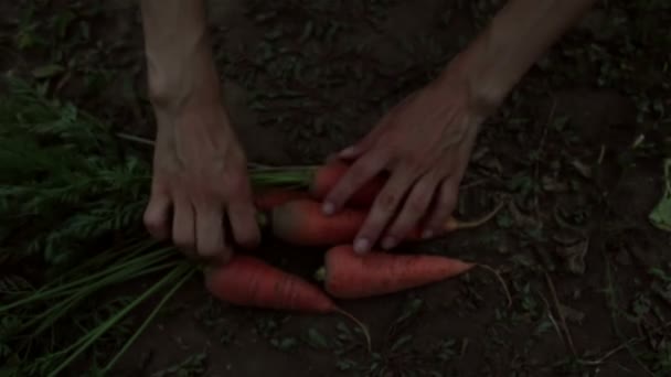 Mãos Uma Jovem Agricultora Organizar Uma Colheita Cenoura Uma Menina — Vídeo de Stock