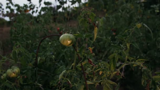 農家の手は庭で栽培されているトマトの熟度と品質をチェックします 農家は庭でトマトの熟度をチェックします — ストック動画