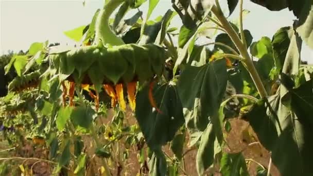 Girasol Está Madurando Jardín Flores Girasol Sobre Fondo Campo — Vídeo de stock