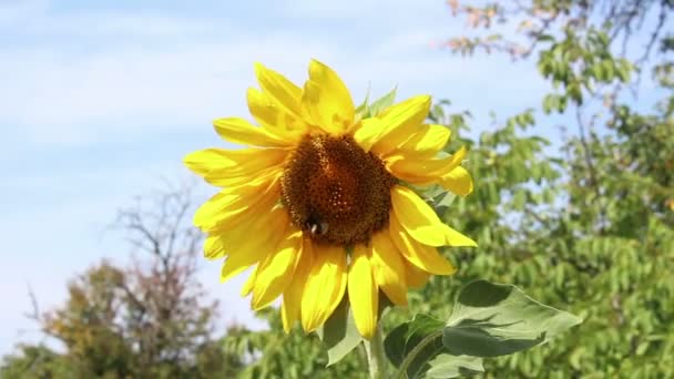  Un tournesol mûrit dans le jardin. Fleurs de tournesol sur fond de champ .