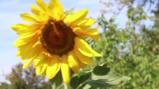 Bahçede Bir Ayçiçeği Olgunlaşıyor Tarla Arka Planında Ayçiçeği Çiçekleri — Stok video