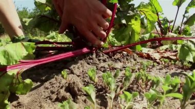 Çiftçi elleri yerden olgun bir pancarı çıkarır ve toprağı temizler. Bir çiftçi yerden pancar hasadı toplar..