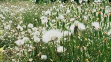 Karahindiba tarlası manzarası. Karahindibalar rüzgarda sallanıyor. Rüzgarda sallanan beyaz karahindibalar.
