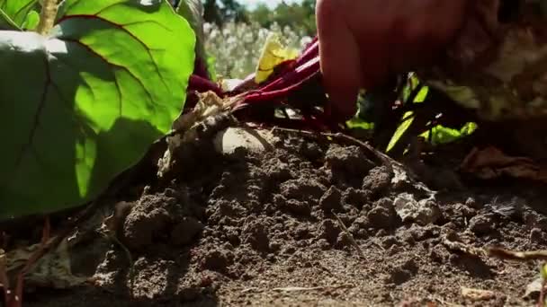 农夫的手从地里拖出一只成熟的甜菜 把它弄干净 农夫从地里拖出一棵甜菜 — 图库视频影像