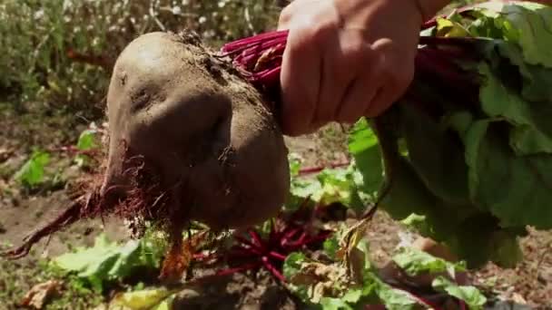 Farmer Hands Pull Mature Beet Ground Clean Dirt Farmer Pulls — Stock Video