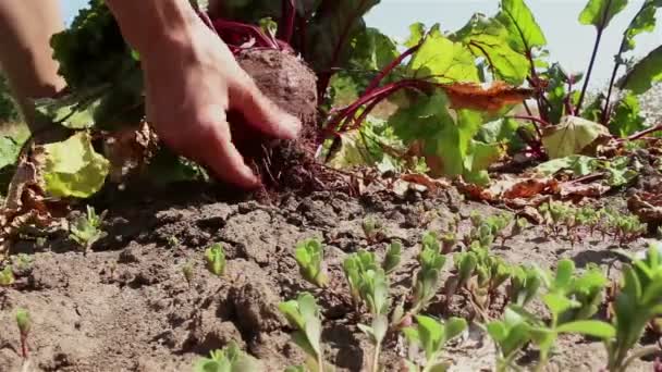 農家の手は地面から成熟したビートを引き出し 汚れをきれいにします 農家は地面からビート作物を引っ張ります — ストック動画