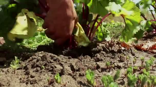 Farmer Hands Pull Mature Beet Ground Clean Dirt Farmer Pulls — Stock Video