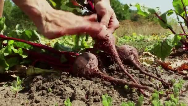 Bauernhände Ziehen Eine Reife Rübe Aus Dem Boden Und Reinigen — Stockvideo