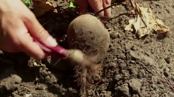 農家の手は地面から成熟したビートを引き出し 汚れをきれいにします 農家は地面からビート作物を引っ張ります — ストック動画