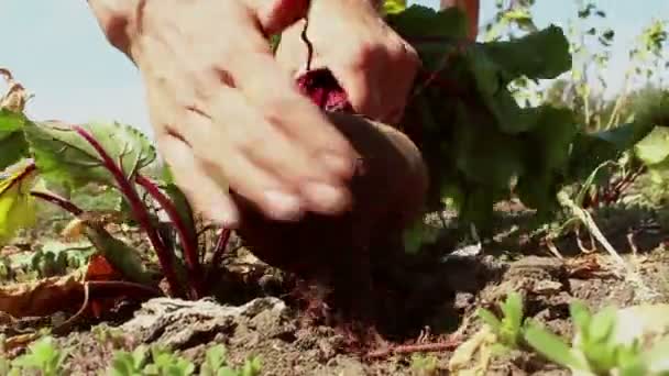 Boerenhanden Trekken Een Rijpe Biet Uit Grond Reinigen Hem Van — Stockvideo