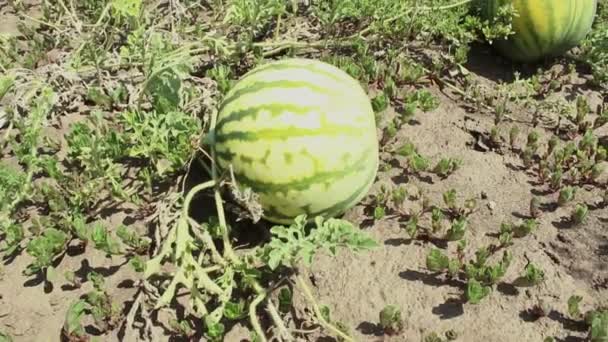 Jordbrukarens Händer Närbild Kontrollera Skörden Vattenmeloner Bonden Kontrollerar Mognaden Vattenmeloner — Stockvideo