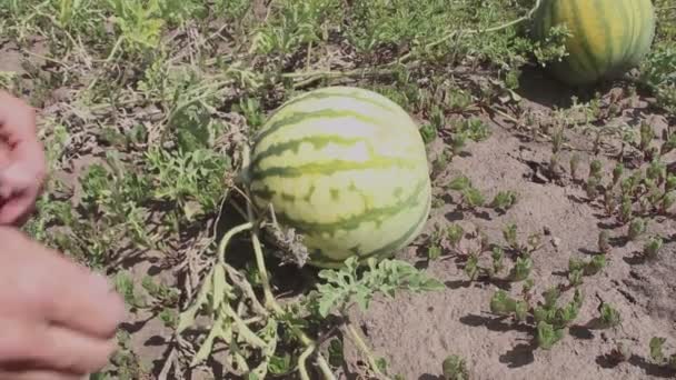 Primo Piano Delle Mani Dell Agricoltore Controllare Raccolta Delle Angurie — Video Stock