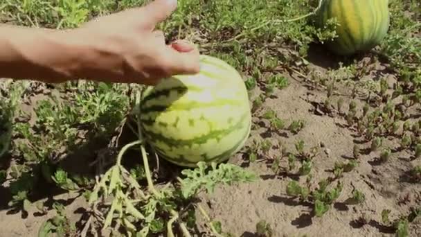农夫检查花园里种植的西瓜的成熟度. 农民们手拉手，检查西瓜的收成. — 图库视频影像