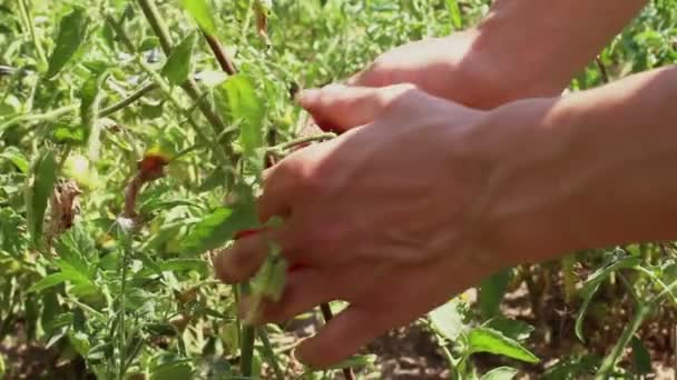 Sklizeň rajčat v zahradě.Farmář sbírá zralá rajčata z keře. Ruce farmář sklízí zralá rajčata. — Stock video
