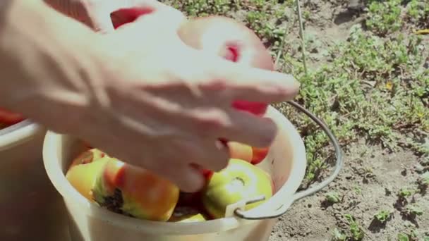 La cosecha de tomate en el jardín.Agricultor recoge los tomates maduros de un arbusto. Manos agricultor cosecha tomates maduros . — Vídeo de stock