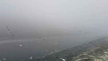 Sisli havada gemiyi takip eden dalgaların görüntüsü. Martılar geminin arkasında uçar. Yüzen bir motorlu tekne görüntüsü.