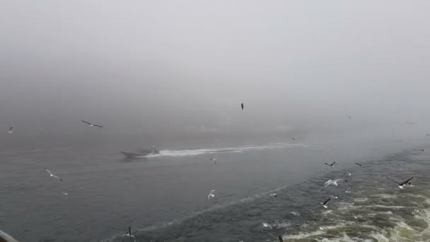 Vista Las Olas Que Siguen Barco Tiempo Niebla Las Gaviotas — Vídeo de stock