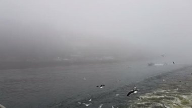 Sisli havada gemiyi takip eden dalgaların görüntüsü. Martılar geminin arkasında uçar. Yüzen bir motorlu tekne görüntüsü.