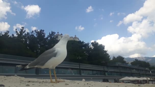 白いカモメのクローズアップが桟橋に立っています 白いカモメが青い空に向かって桟橋の上に立っている — ストック動画