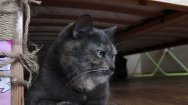 Gri bir kedi evde yerde oturuyor..