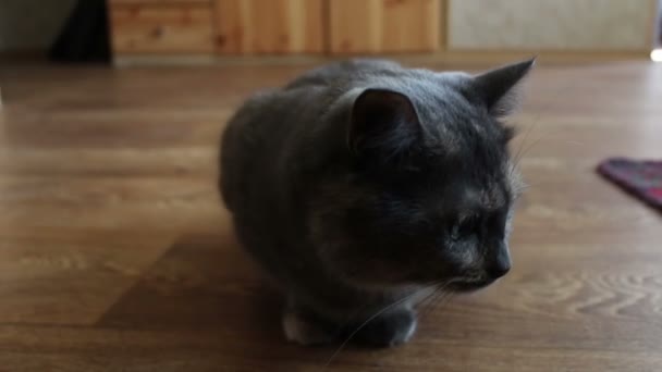 Eine graue Katze sitzt zu Hause auf dem Boden. — Stockvideo