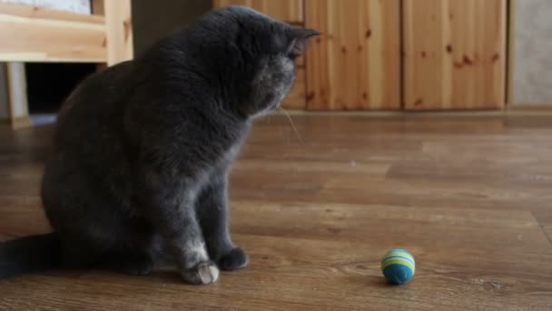 Μια γκρίζα γάτα παίζει με το αγαπημένο της παιχνίδι. — Αρχείο Βίντεο