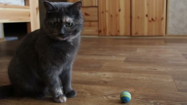 Eine graue Katze spielt mit seinem Lieblingsspielzeug. — Stockvideo