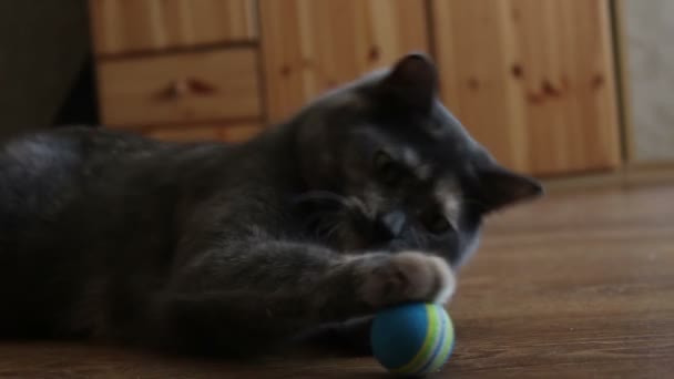 Um gato cinza está brincando entusiasticamente com seu brinquedo favorito . — Vídeo de Stock